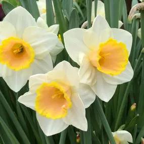 Pink Pride Daffodil (Narcissus Pink Pride) Img 2